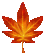 Maple Leaf