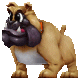 Angry Bulldog